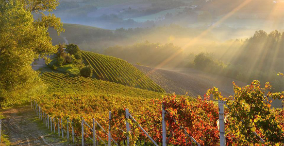 Chionetti vineyard in Dogliani
			