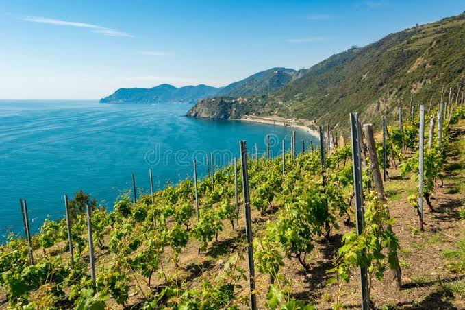 Mediterranean View